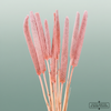 Dried Babala Pink