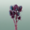 Dried Artz Cardistella Rubens