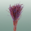 Dried Artz Rice Grass Mondriaan