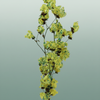 Dried Artz Bougainvillea Van Gogh
