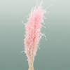 Dried Munni Grass L Pink