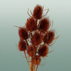 Dried Artz Cardistella Picasso