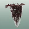 Pres Eucalyptus Nicoly Red