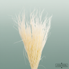Dried Stypa Penata Bleached
