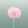 Pres Puste Flower Baby Satin Pink