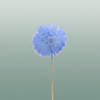 Pres Puste Flower Blue