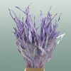 Dried Strelitziablad Lavendel