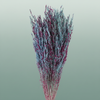 Dried Artz Rice Grass Rubens