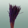Dried Artz Rice Grass Vermeer