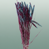 Dried Artz Setaria Rubens