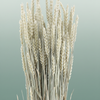 Dried Triticum Frosted White