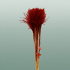 Dried Stipa Feather Brown