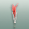 Dried Stipha Feather Cerice Large