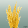 Dried Pampas Gras Yellow