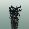 Dried Phalaris Black