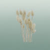 Dried Cardi Stella Bleached
