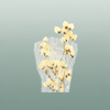 Dried Bougainvillea Bleached Bunch