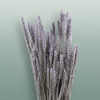 Dried Triticum Frosted Milka