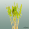 Dried Soft Silk Worms Green