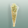 Pres Nigella Soft Green