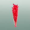 Pres Nigella Fuchsia