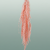Pres Amaranthus Caud Light pink