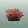 Gypsophila Dyed Red