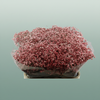 Gypsophila Dyed Red Wine