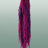 Pres Amaranthus Caud Neon Slv