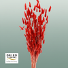 Dried Bleached Lagurus Red
