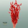 Dried Bleached Lagurus Wine Red