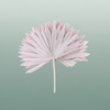 Dried Palm Sun Light Pink