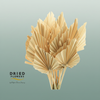 Dried Palm Spear Small Salmon