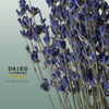 Dried Lavender Dark Blue