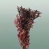 Pres Pitosporum Nigra Red