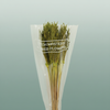 Dried Umbr. Sedge Big Leaf Green