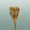 Dried Umbr. Sedge Big Leaf Yellow