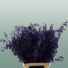 Pres Ruscus Purple