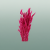 Dried Lagurus Cerise