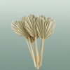Dried Palm Heart Naturel