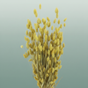 Dried Phalaris Frosted Yellow