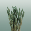 Dried Setaria Frosted Blue
