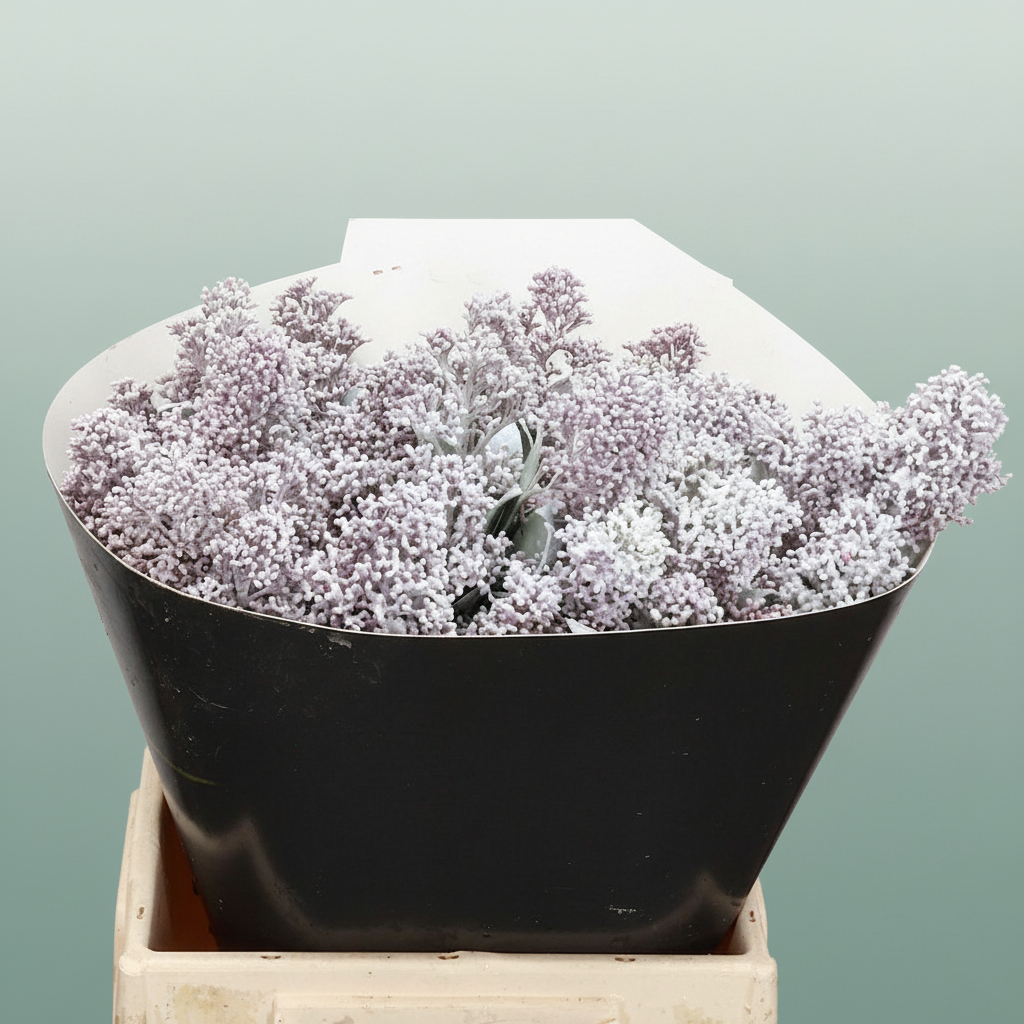 Wax Skimmia