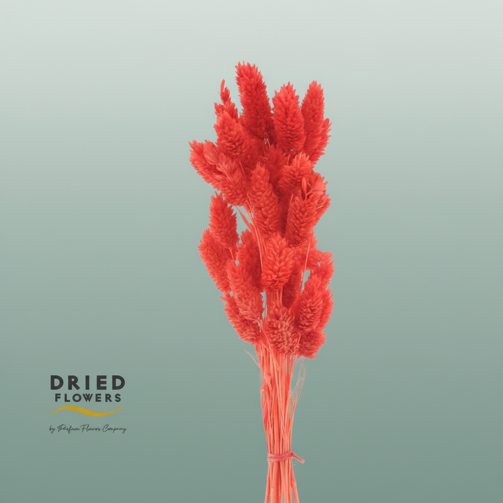 Dried Bleached Phalaris Red