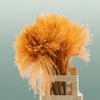 Dried Stipa Feather Orange