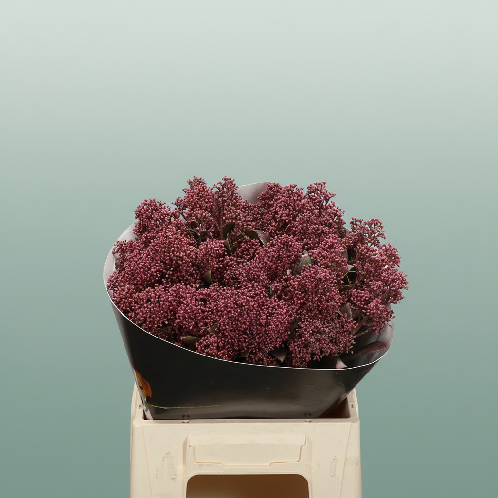 Wax Skimmia