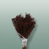 Dried Brooms D. Brown