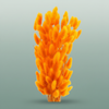 Dried Lagurus Orange