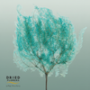 Dried Bleached Coral Leaf Light Blue
