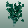 Dried Bleached Eucalyptusopulus Green